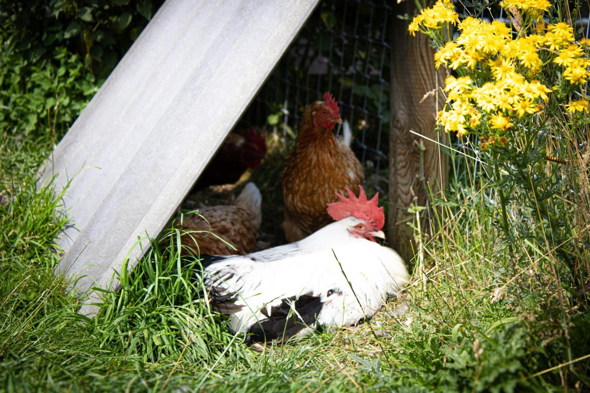 Home Farm & Lodge Ботри Экстерьер фото